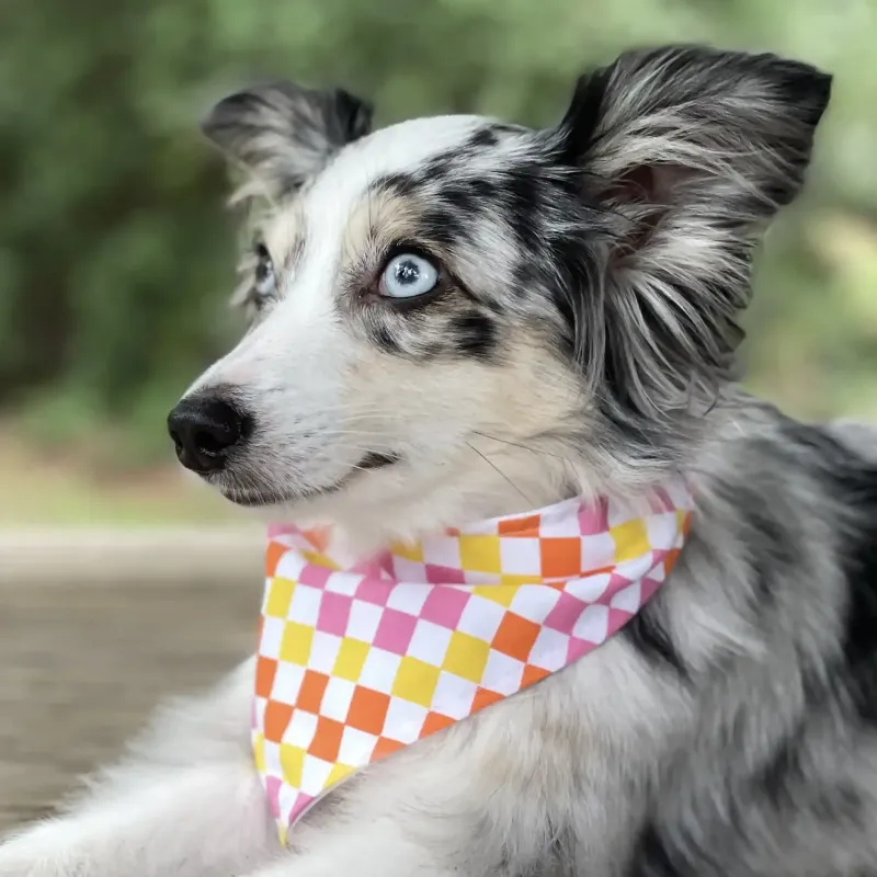 Groovy Checkered Dog Bandana With Snaps