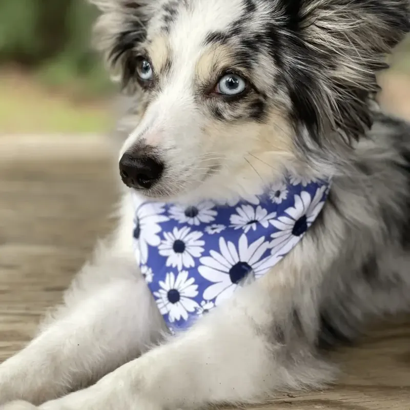 Field of Daisies Dog Bandana With Snaps