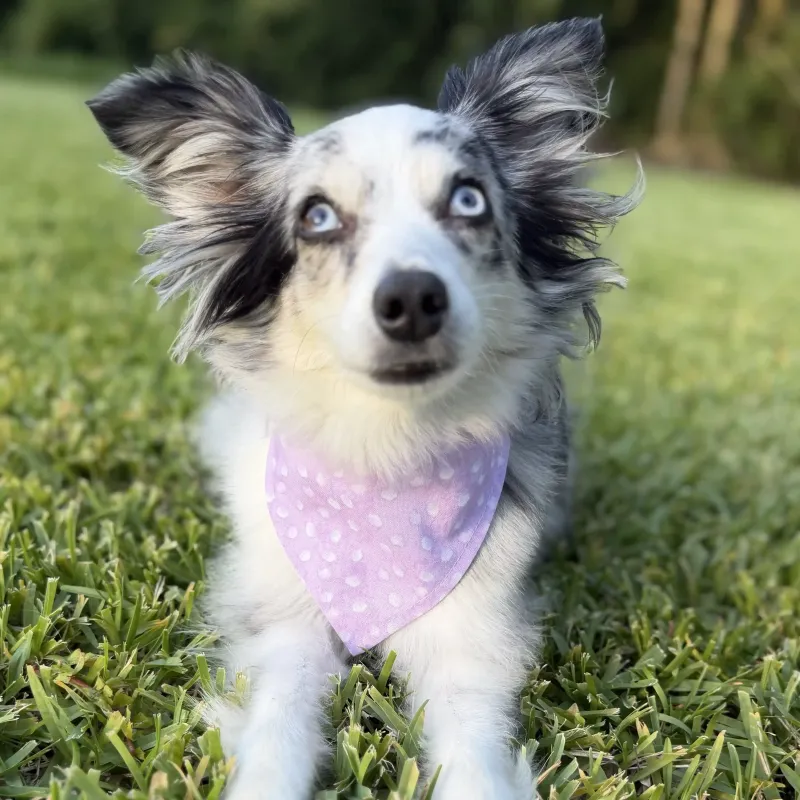 Brushed Purple Polka Dot Dog Bandana With Snaps