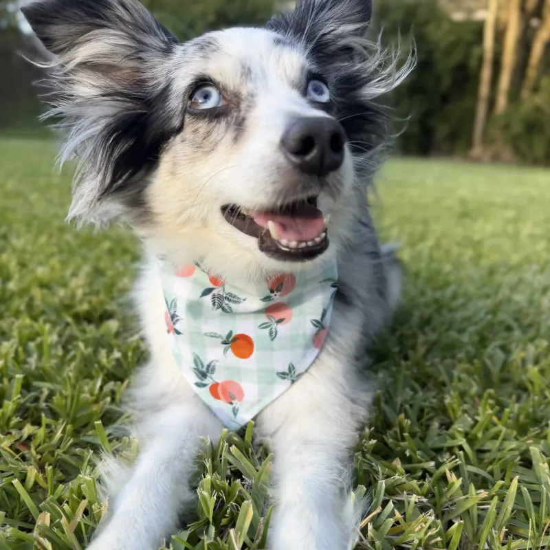 Just Peachy Gingham Dog Bandana With Snaps