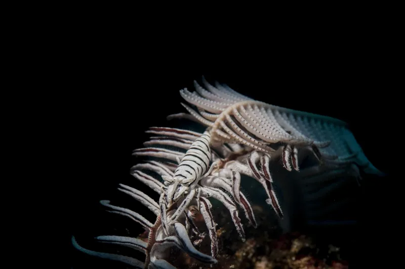Beneath the Dark: the Crinoid's Embrace