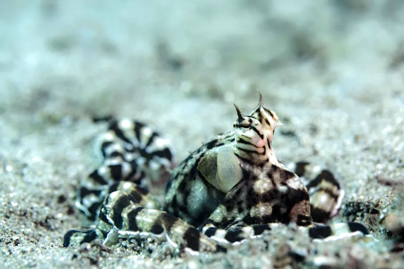 Mimic Octopus in Sandy Camoflage