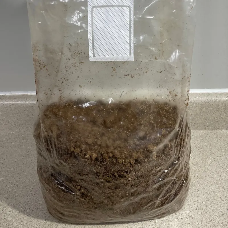 American Mushroom & Spice: Fruit-At-Home Block, Blue Oyster 