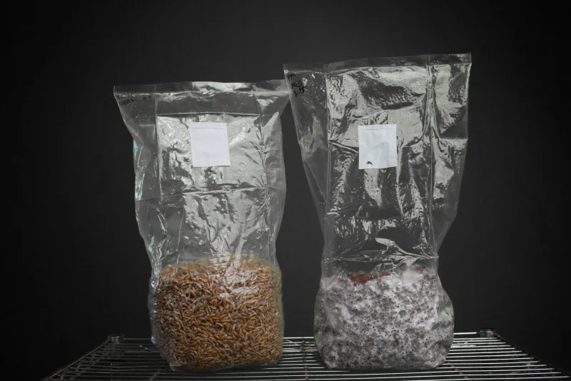 Shroomsquatch: Sterilized Grain Bag 