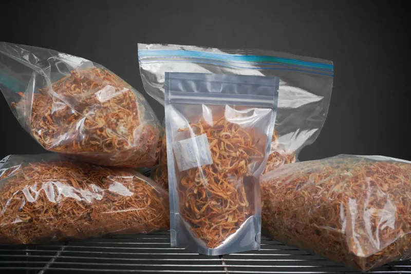 Shroomsquatch: Cordyceps Wholesale