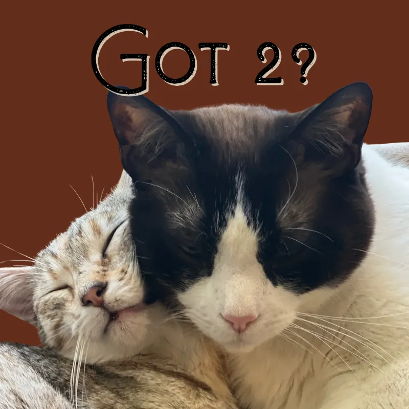 2 Kitty Household (Qty = # of days of reservation)