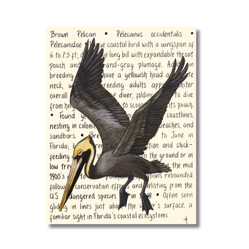 Brown Pelican Original