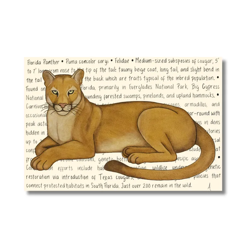 Florida Panther Original