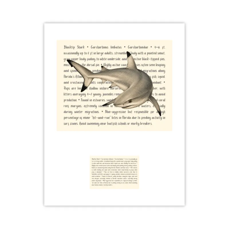 Blacktip Shark Signature Proof