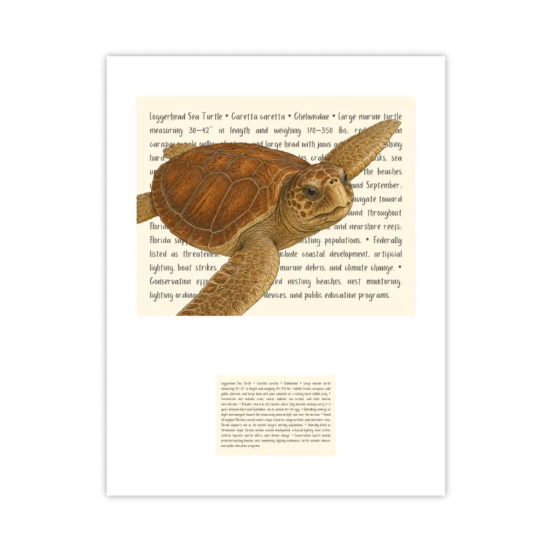 Loggerhead Sea Turtle Signature Proof