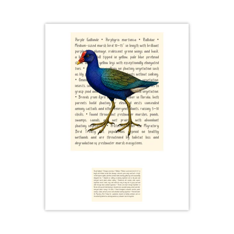 Purple Gallinule Signature Proof