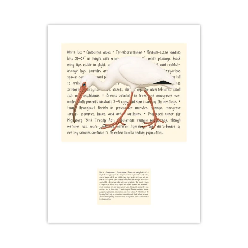 White Ibis Signature Proof