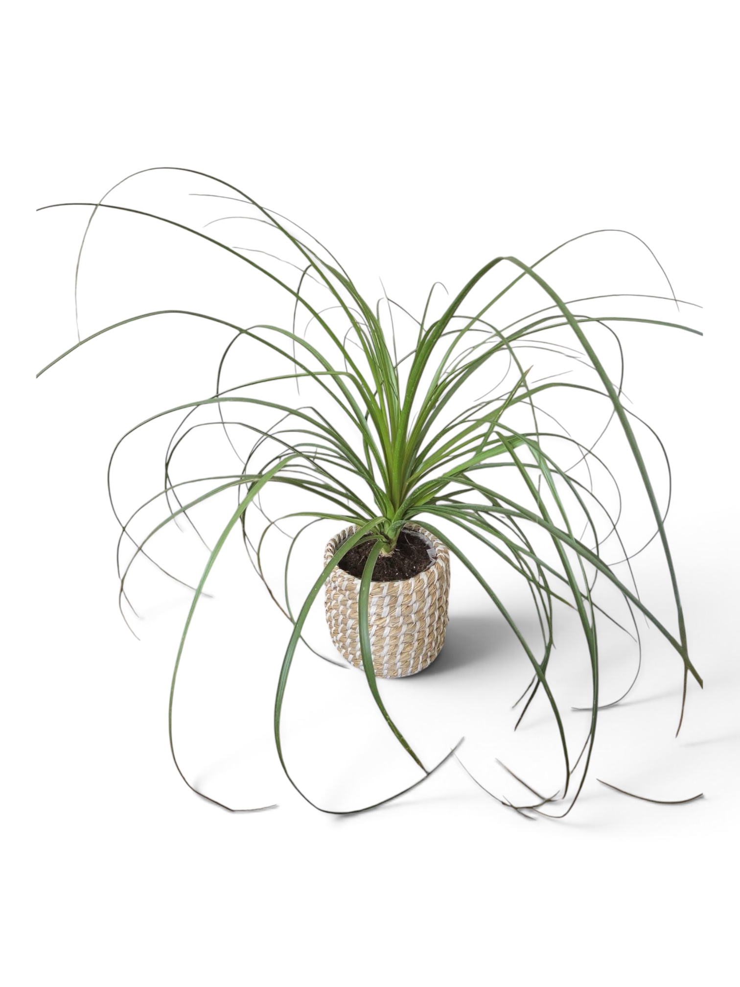 Plants
