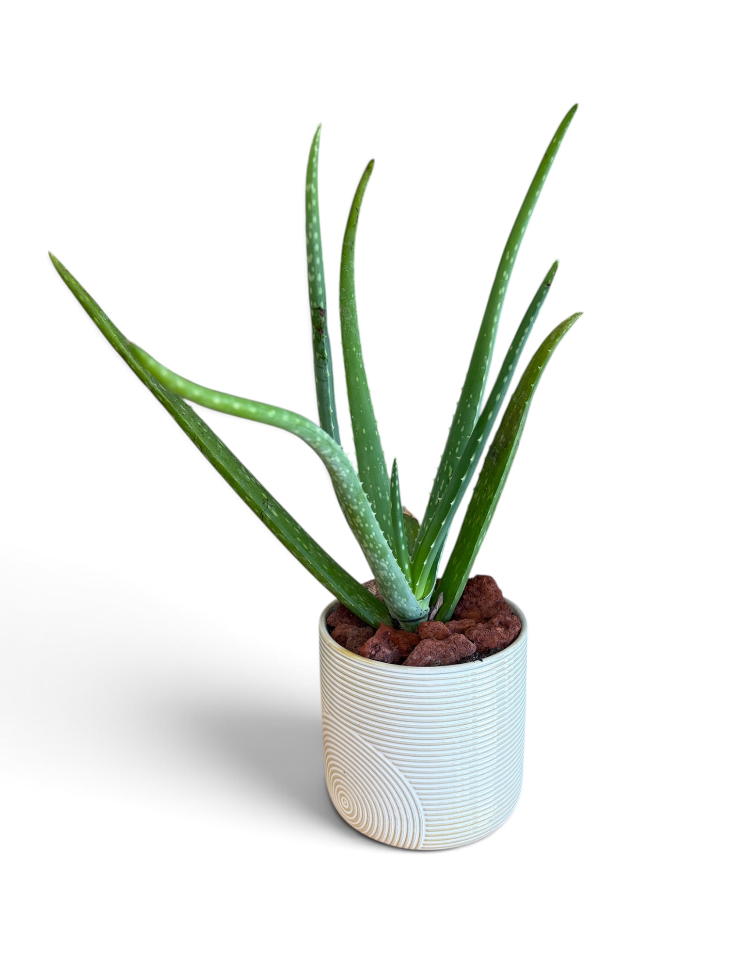 Aloe Plant