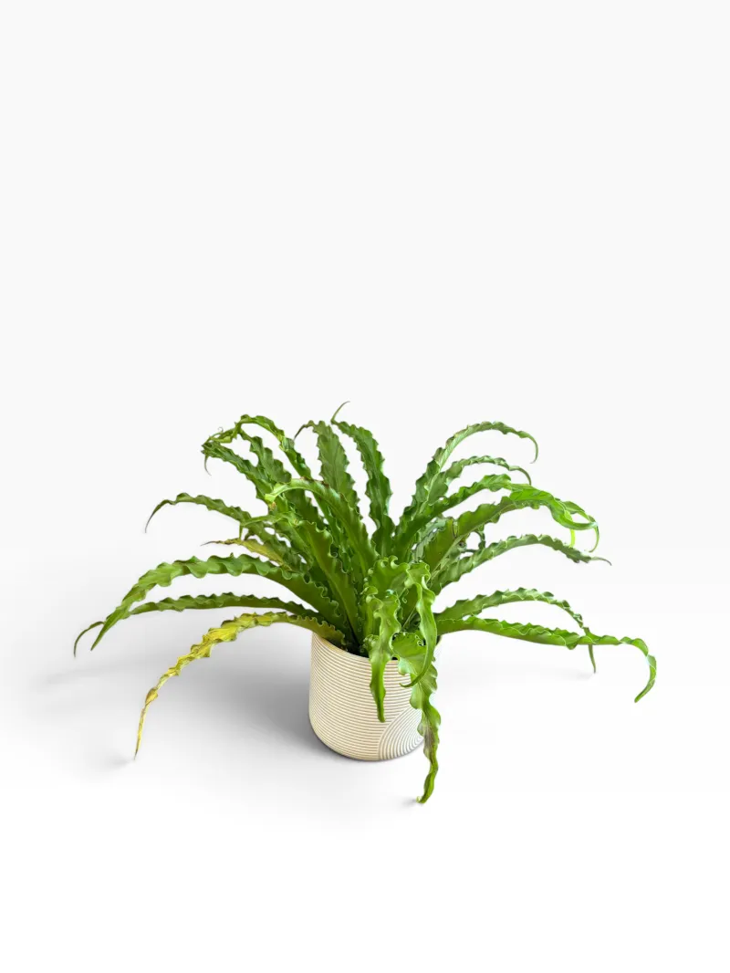 Birds Nest Fern