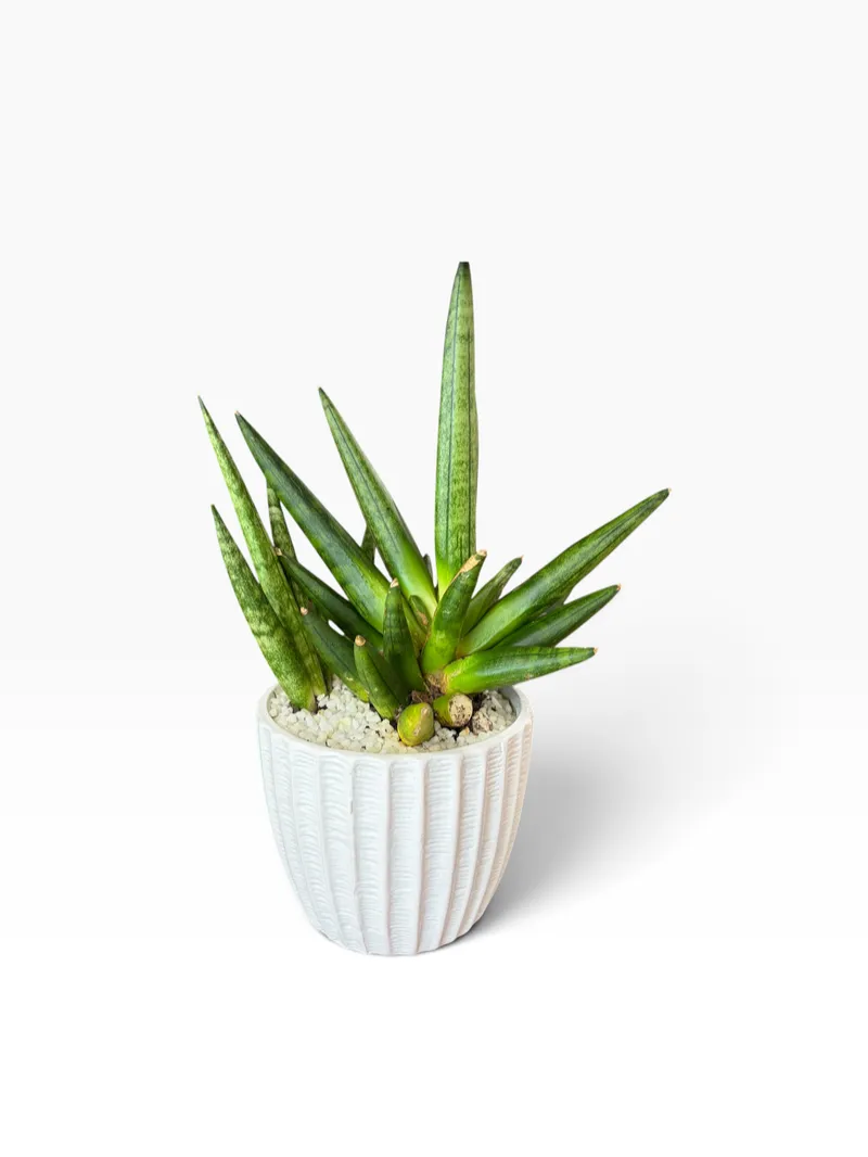 Spiky Snake Plant
