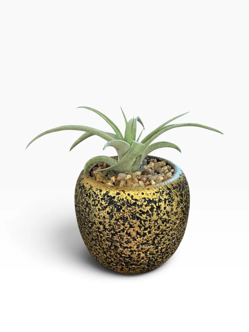 Air Plant