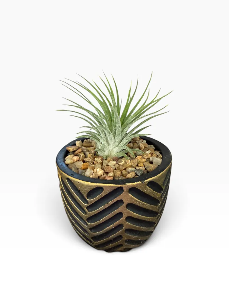 Air Plant