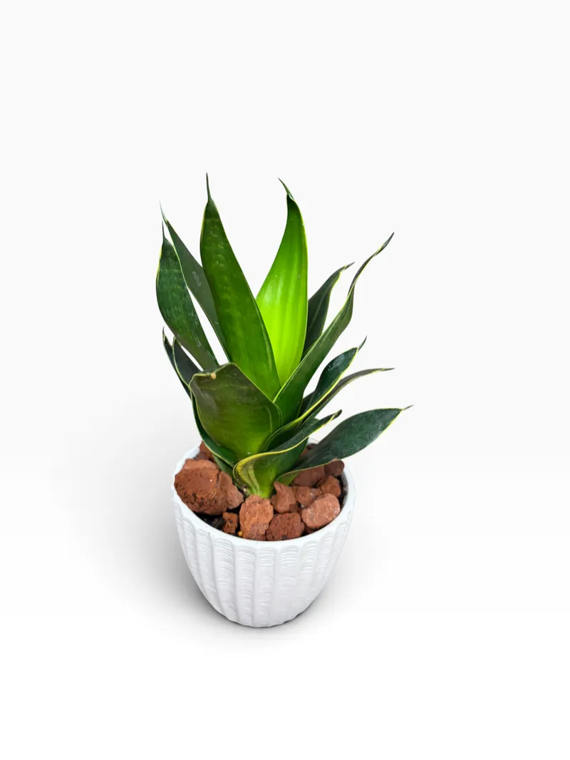 Snake Plant