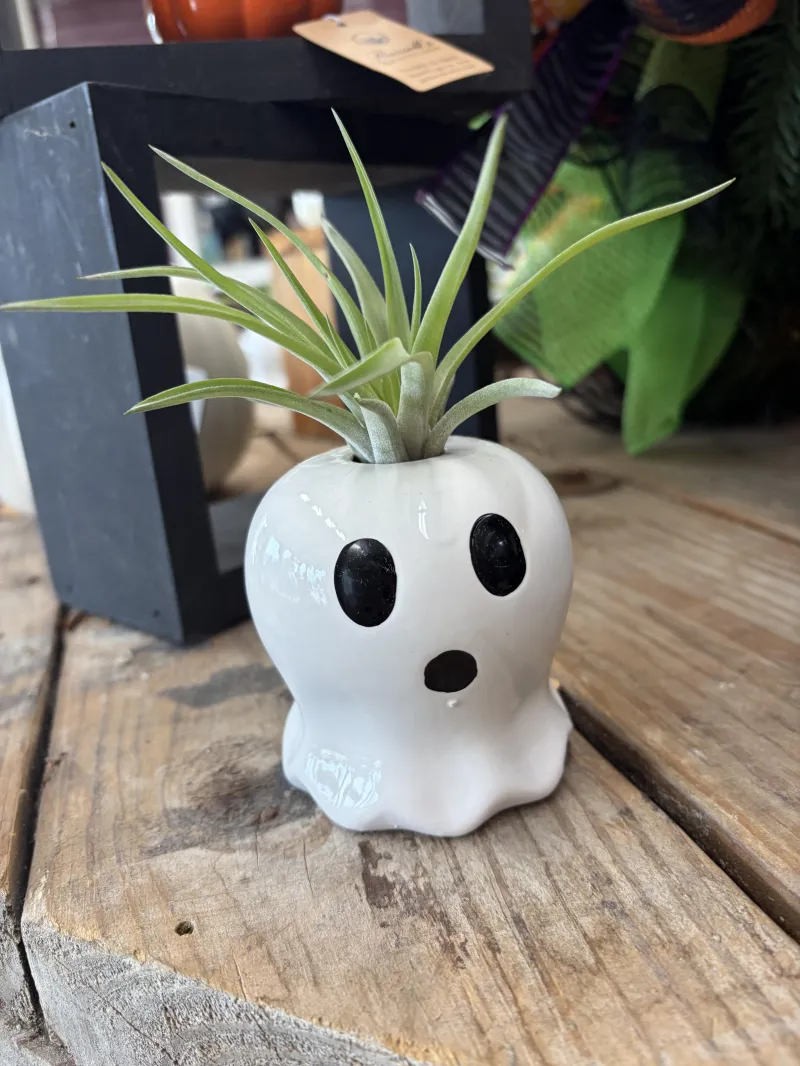 Ghost Airplant