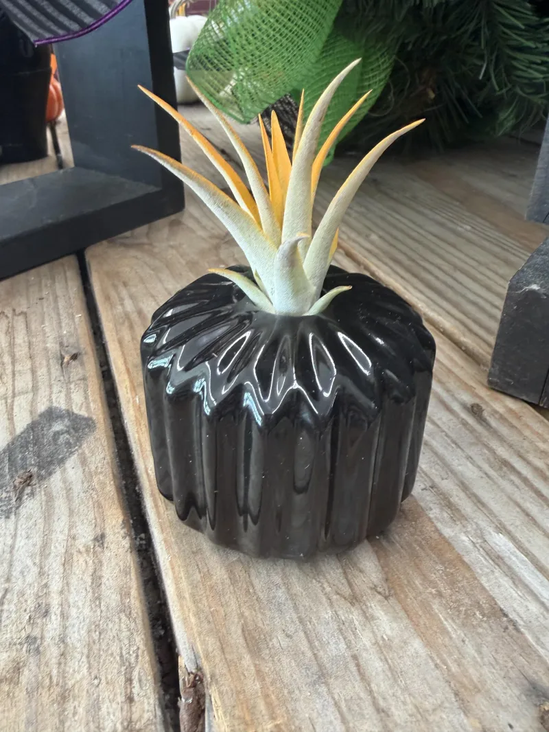 Black Planter Air Plant