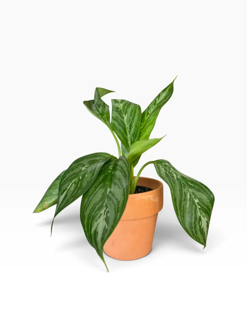 Aglaonema
