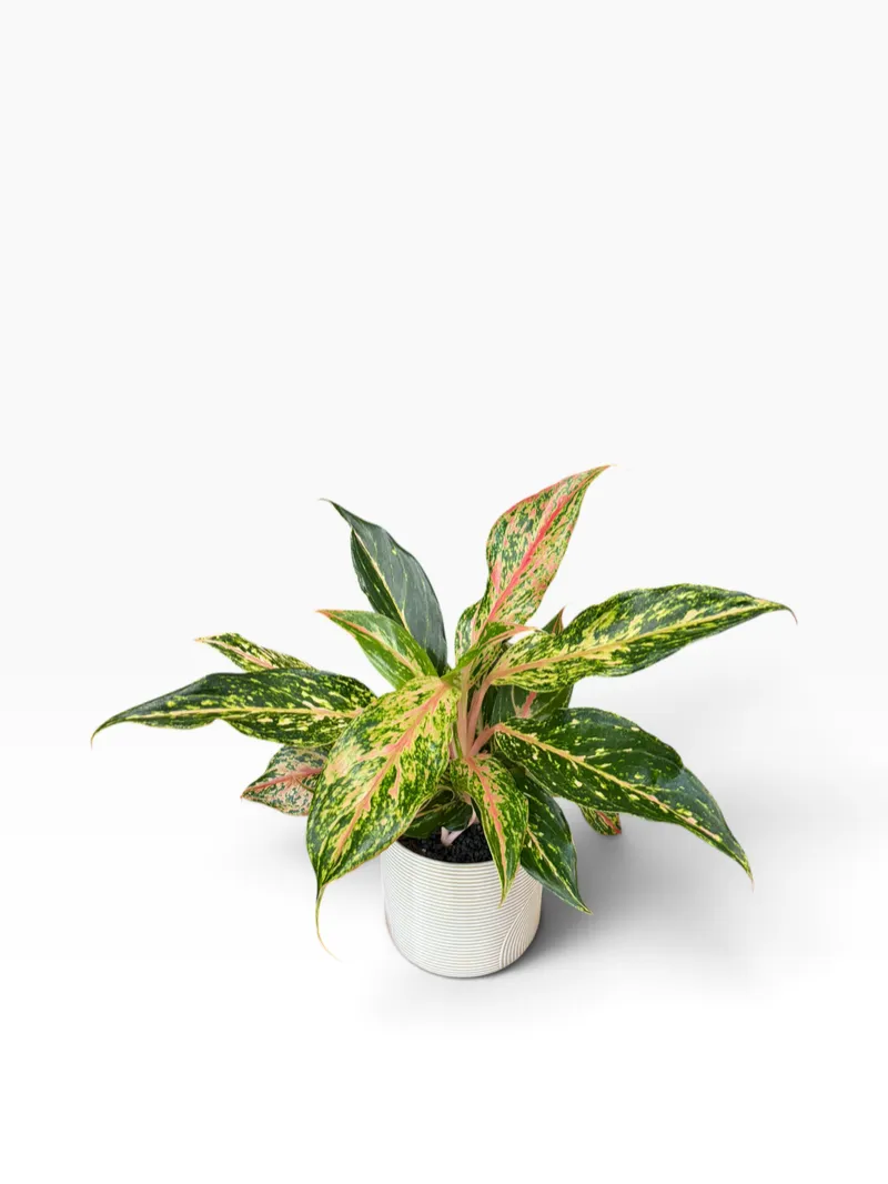 Aglaonema