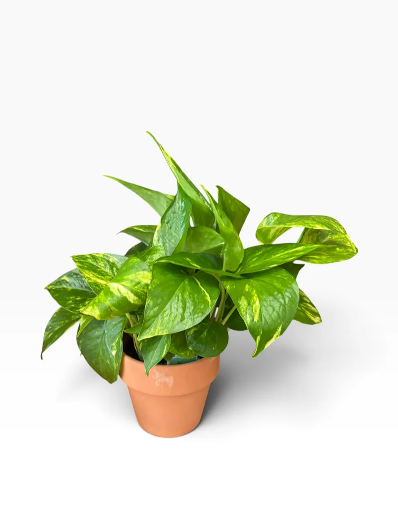 Pothos Plant