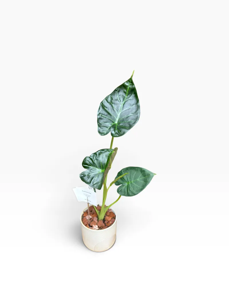 Elephant Ear Plant