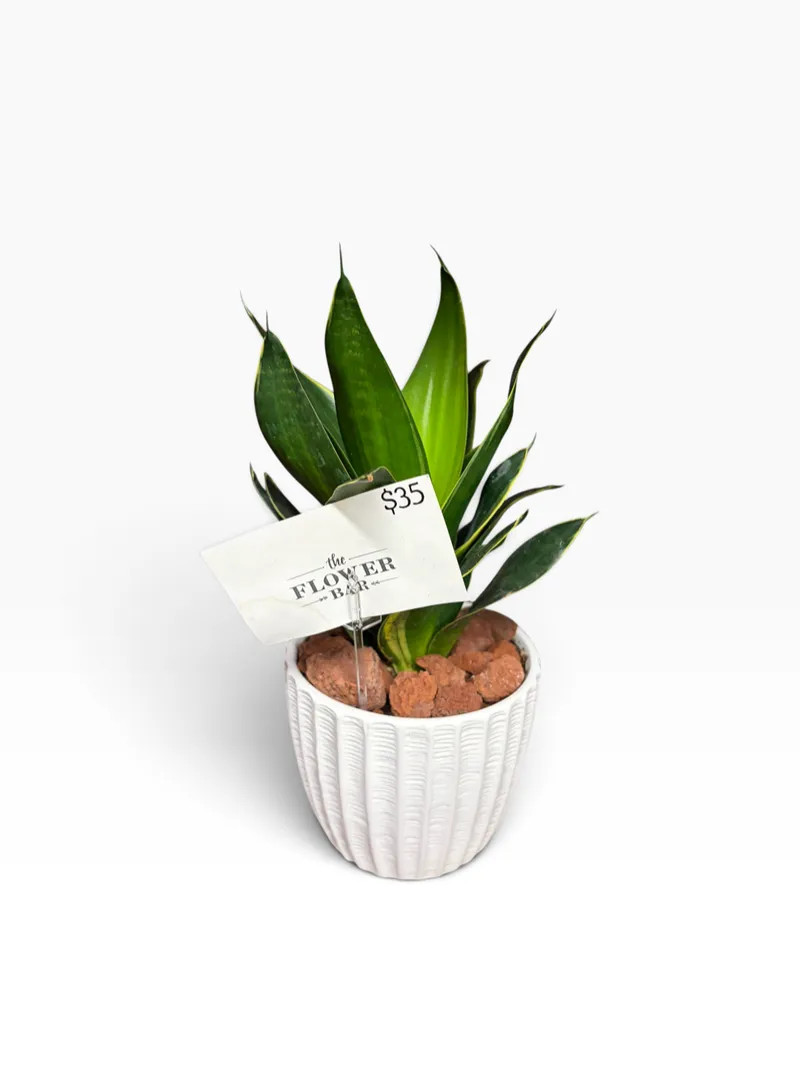 Dark Green Snake Plant