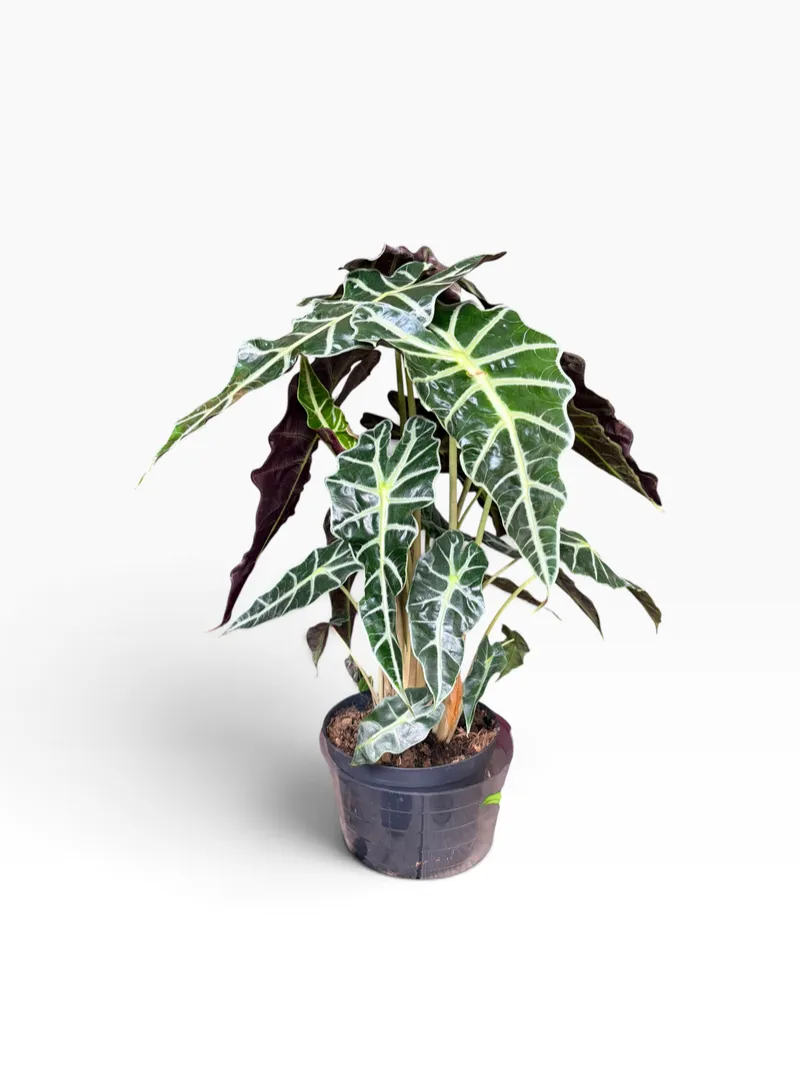 Alocasia Polly (Unpotted)