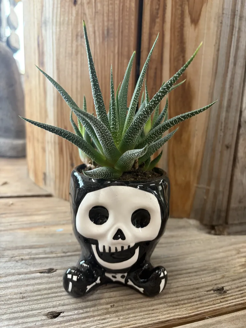 Skeleton Succulent Halloween Planter