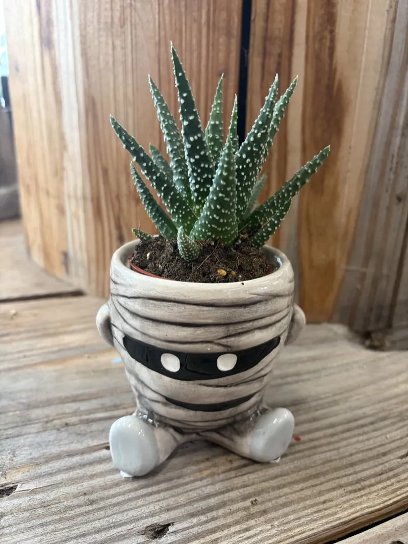 Mummy Succulent Halloween Planter