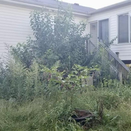 Backyard Overgrowth & Yard Rehabilitation — Before cleanup