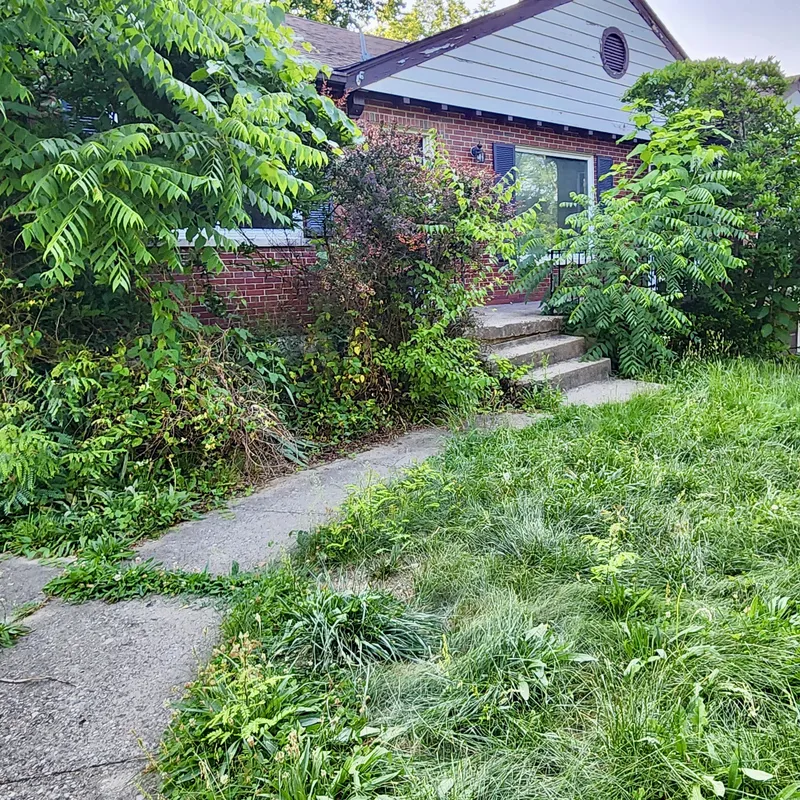 Front Walkway & Overgrown Brush Clearing — Before cleanup
