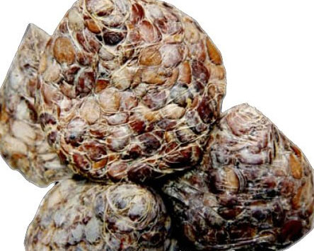 Fresh Locust Bean (Iru)