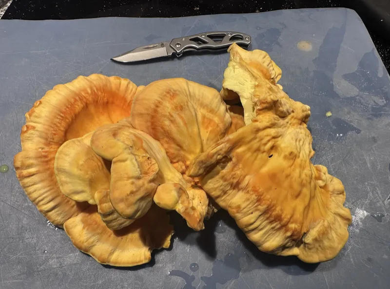Dried Chicken of the Woods (Laetiporus)