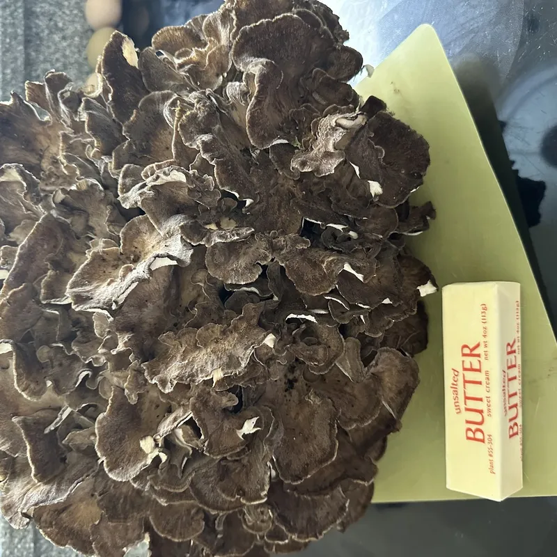 Dried Hen of the Woods / Maitake (Grifola frondosa)