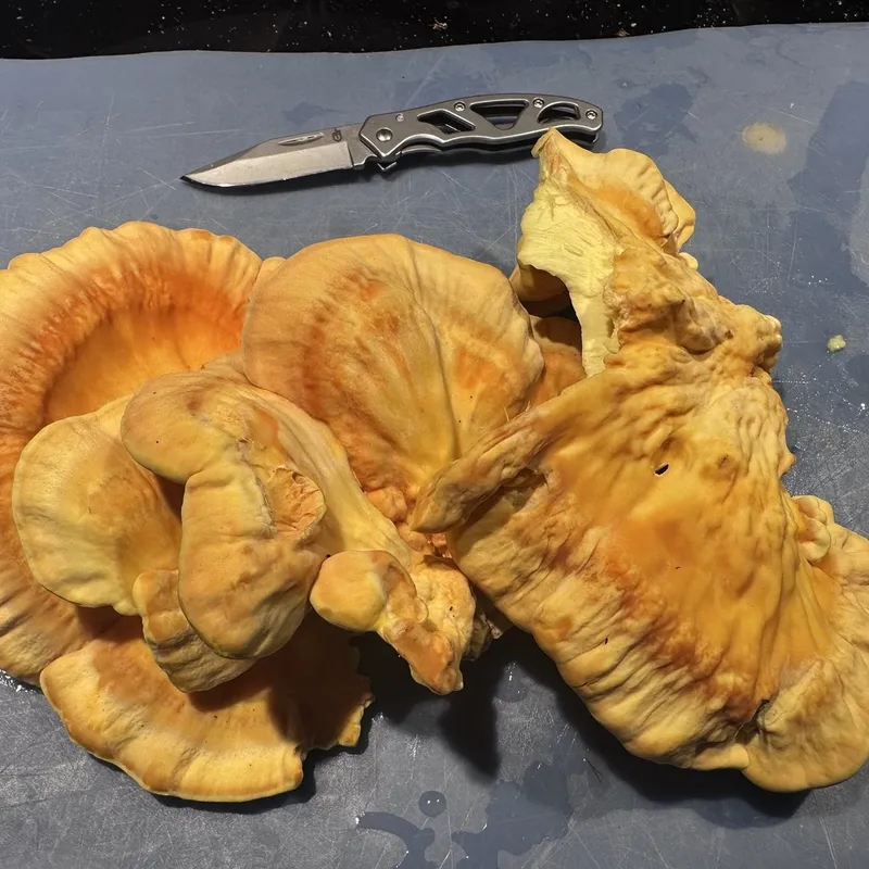 Dried Mushrooms