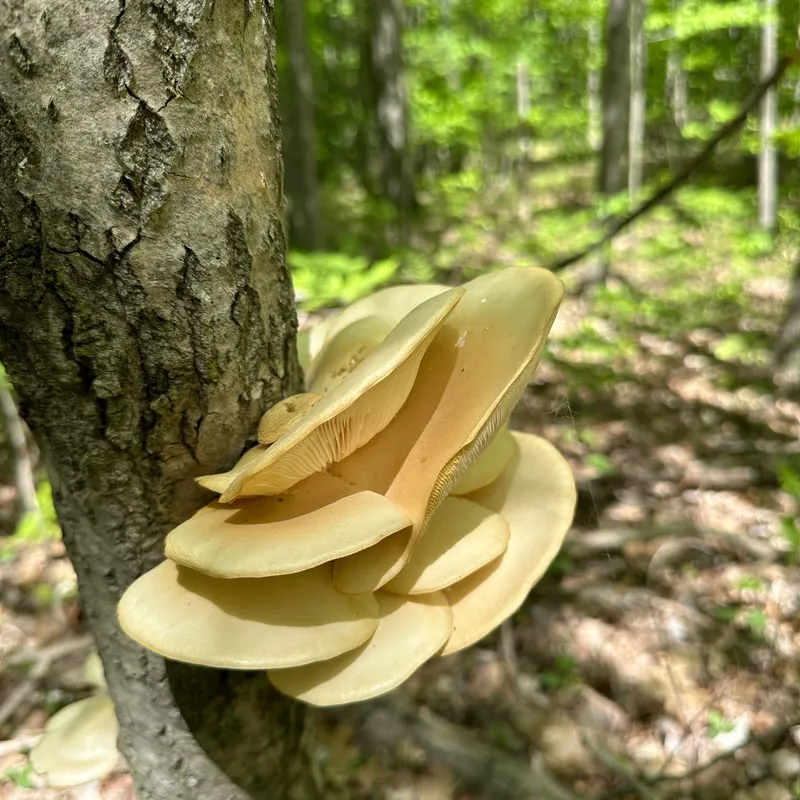 Dried Oyster Mushrooms (Pleurotus)