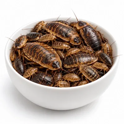 Dubia Roaches — All Sizes