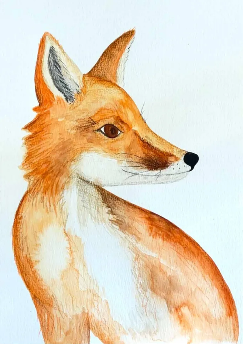  Fox Watercolour Illustration A5