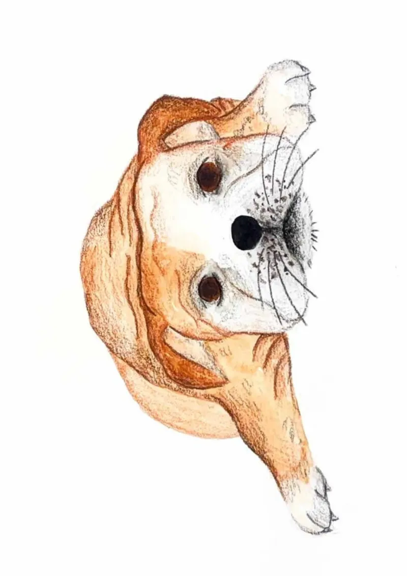 Dog Illustration A5
