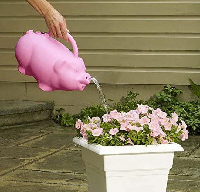 Pig Watering Can