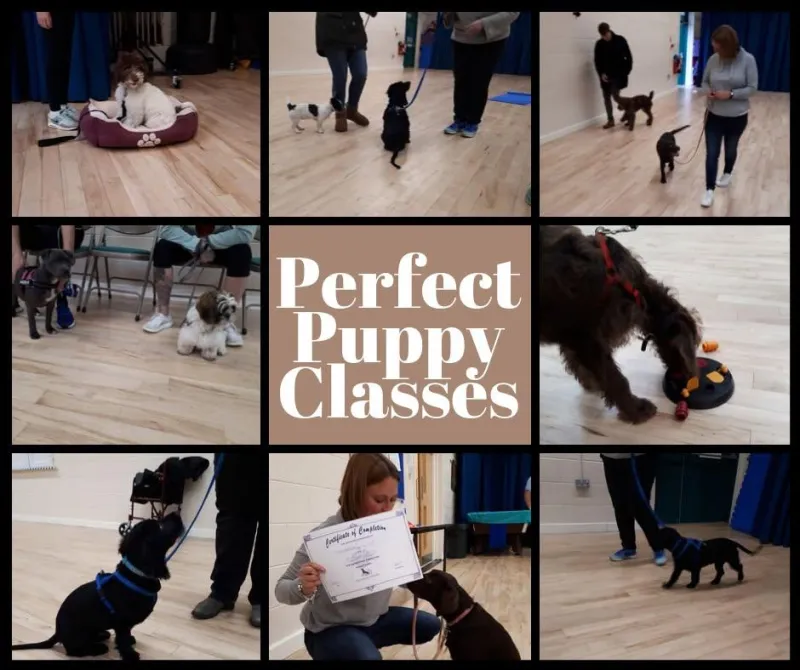 Perfect Puppy Classes (via calendars)