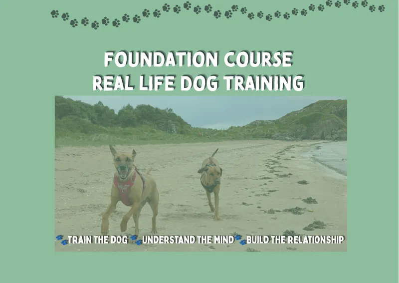 Paws-Up Foundations