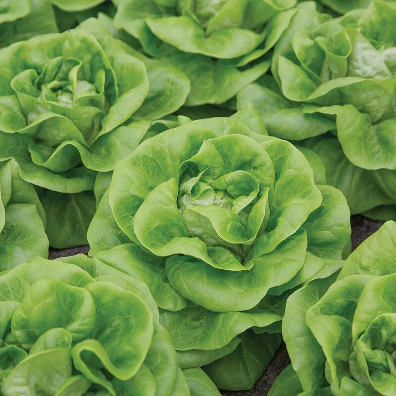 Grow Anytime, All the Time!