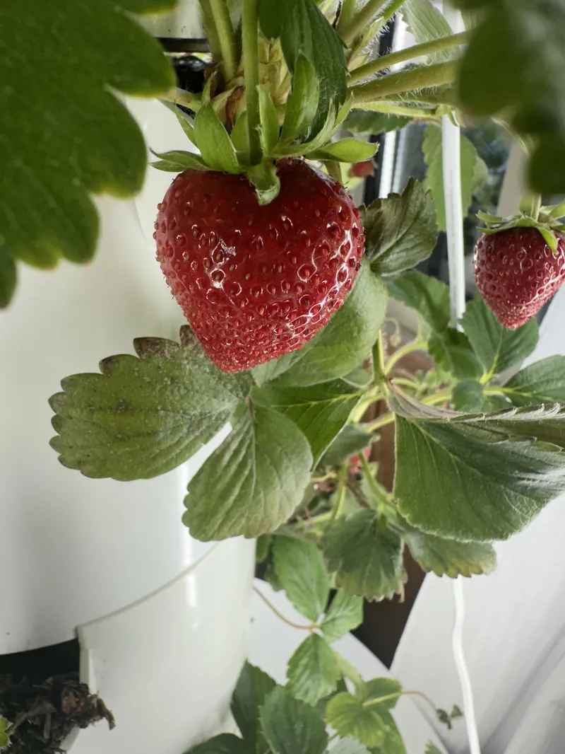 Everbearing Strawberries