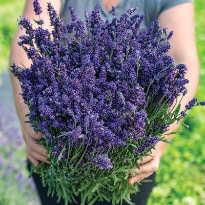 Lavender