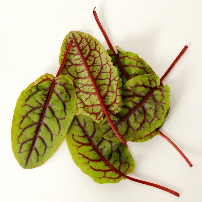 Red Vein Sorrel